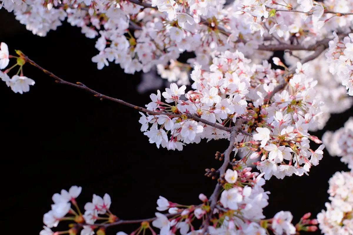 Fujifilm X-E1 + Nikon NIKKOR-S･C Auto 50mm f/1.4