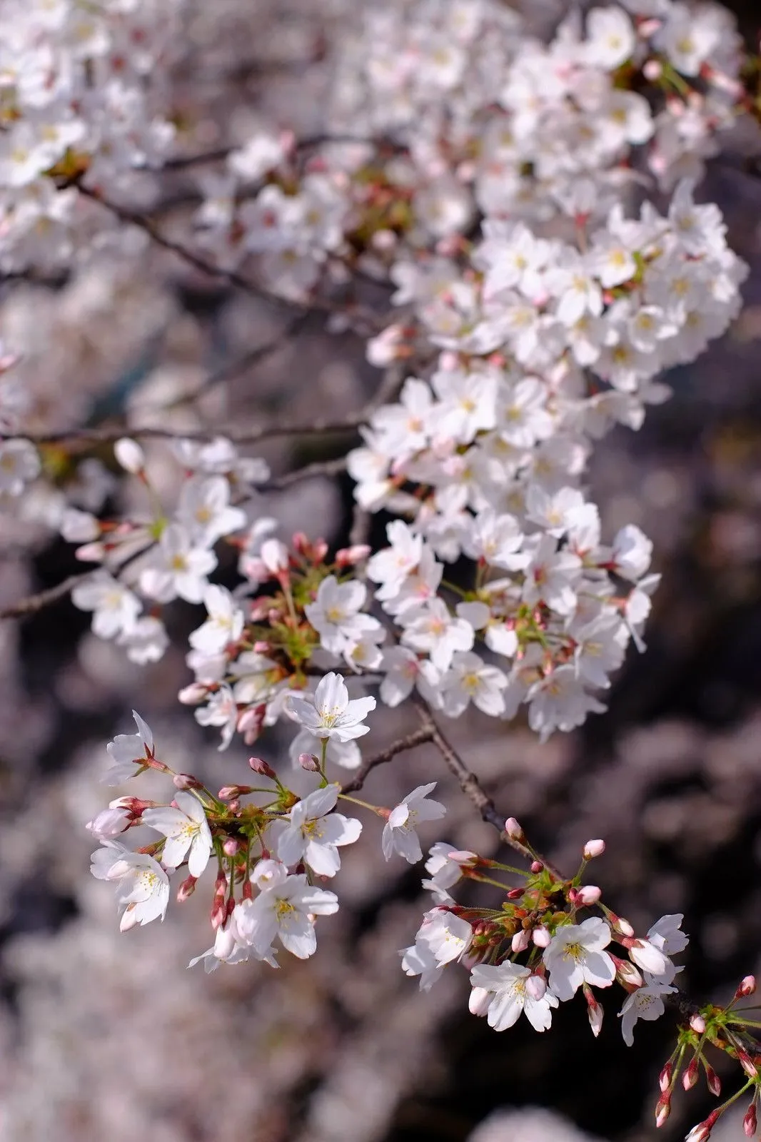 Fujifilm X-E1 + Nikon NIKKOR-S･C Auto 50mm f/1.4